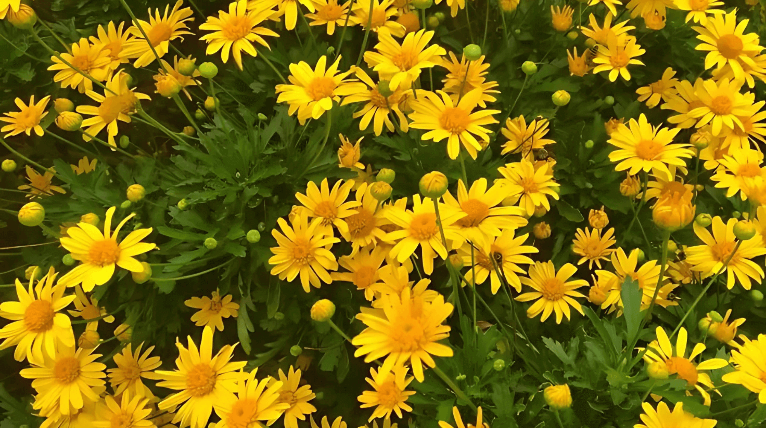 Close-up of yellow daisies blooming in a garden.