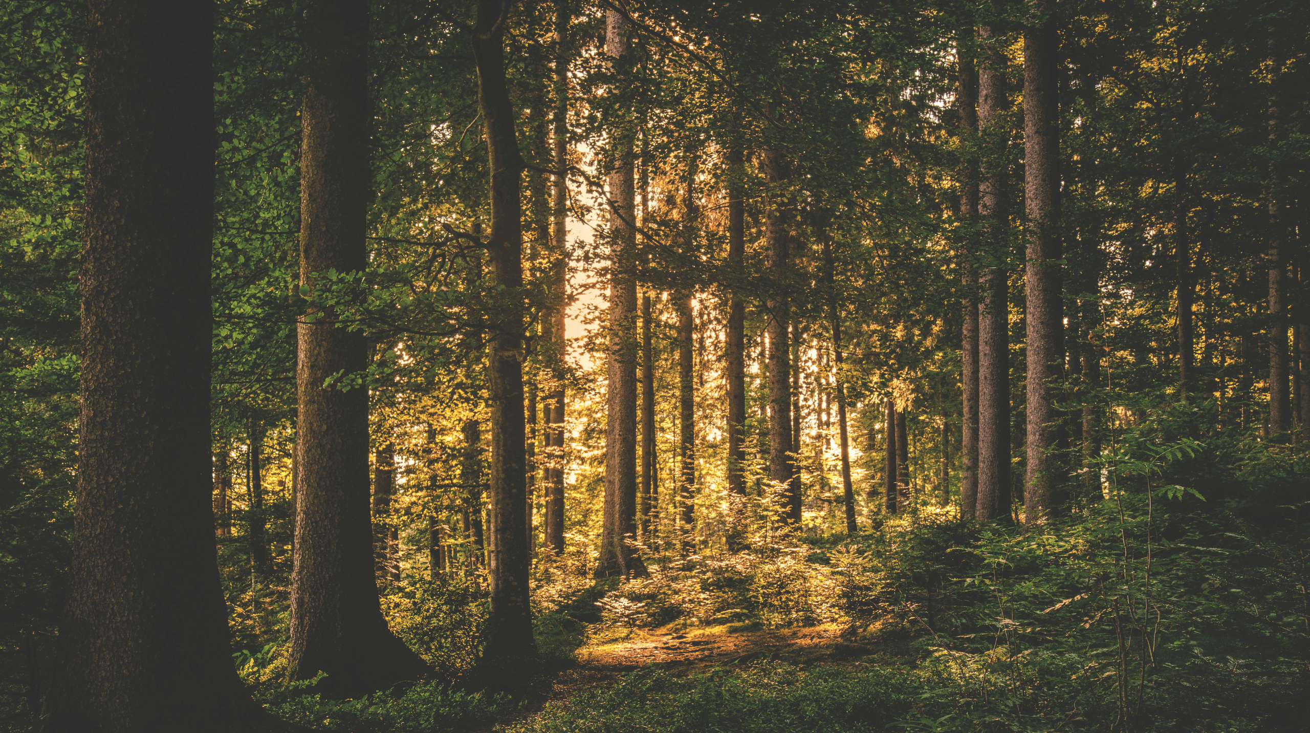 Sunlight filtering through tall forest trees.
